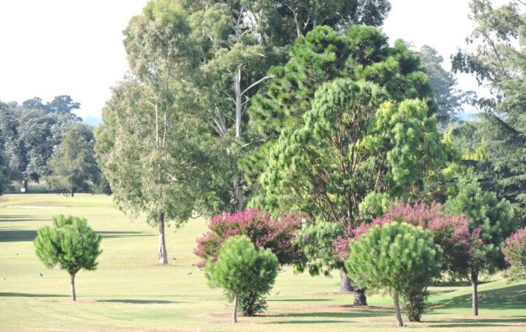 Comenzó la temporada de Golf con el Torneo Apertura 2016